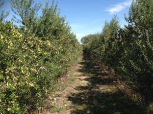 alan-hillier-1-300x225