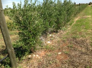 alan-hillier-2-300x224