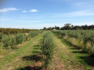 alan-hillier-3-300x225