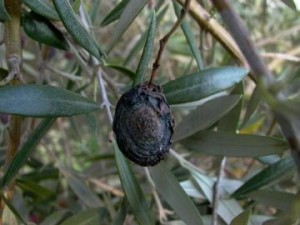 anthracnose1-300x225