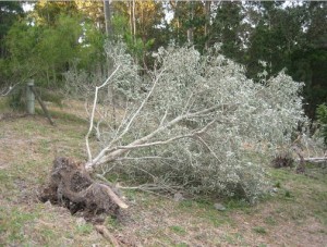 blown-over-tree-4-300x227