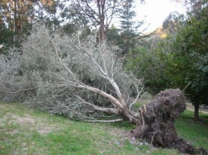 From a fallen olive tree! – Amanda Bailey on Olives by The Olive Centre