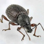 curculio-beetle-closeup-150x150