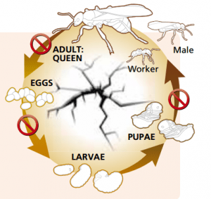 life-cycle-ants-300x283