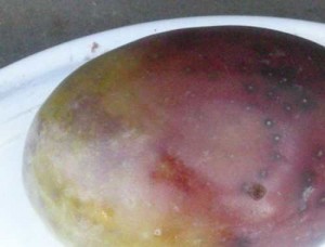 Olive Ripening around damage sites